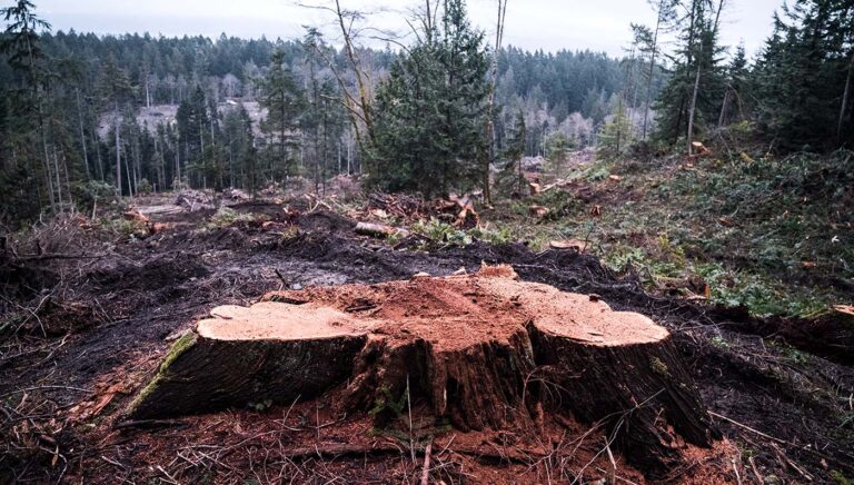 No comprehensive strategy to protect ancient forests in BC