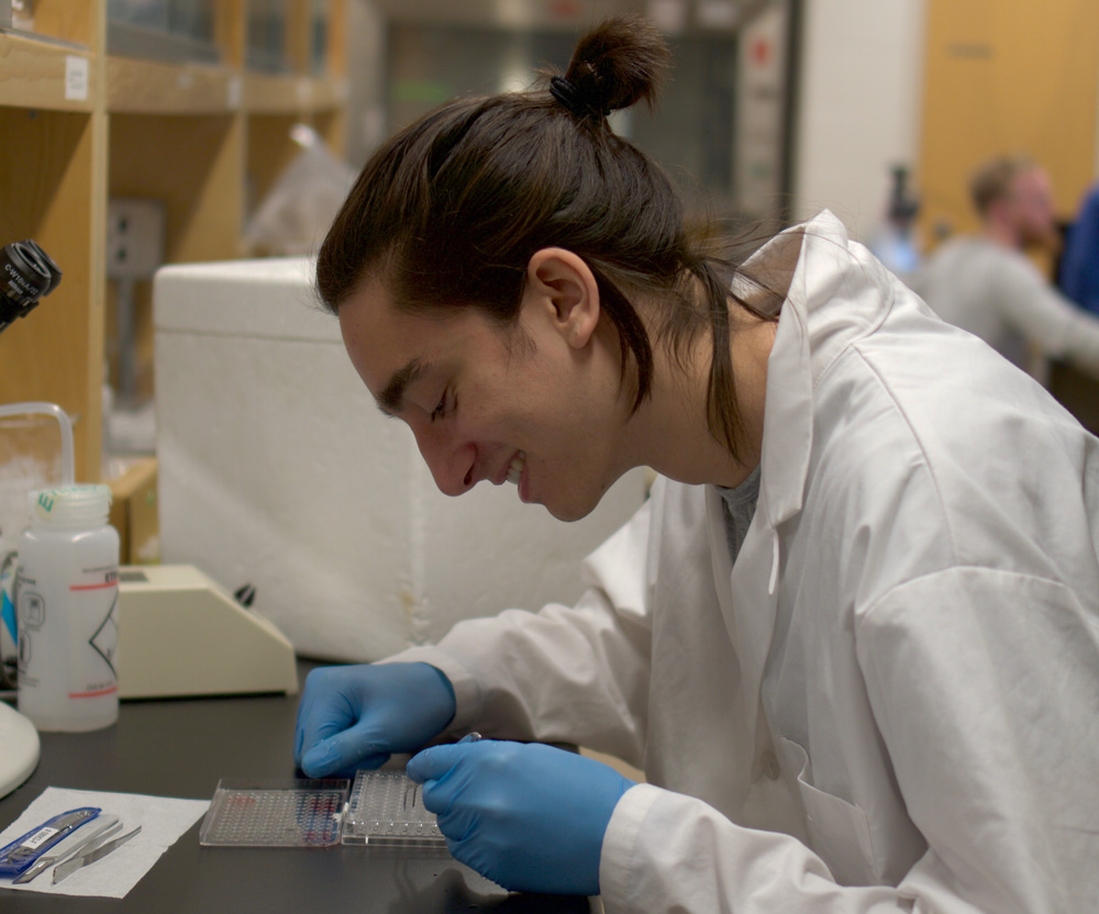 Research Assistant Danial Hunter hunches over the lab table, extracting otoliths.