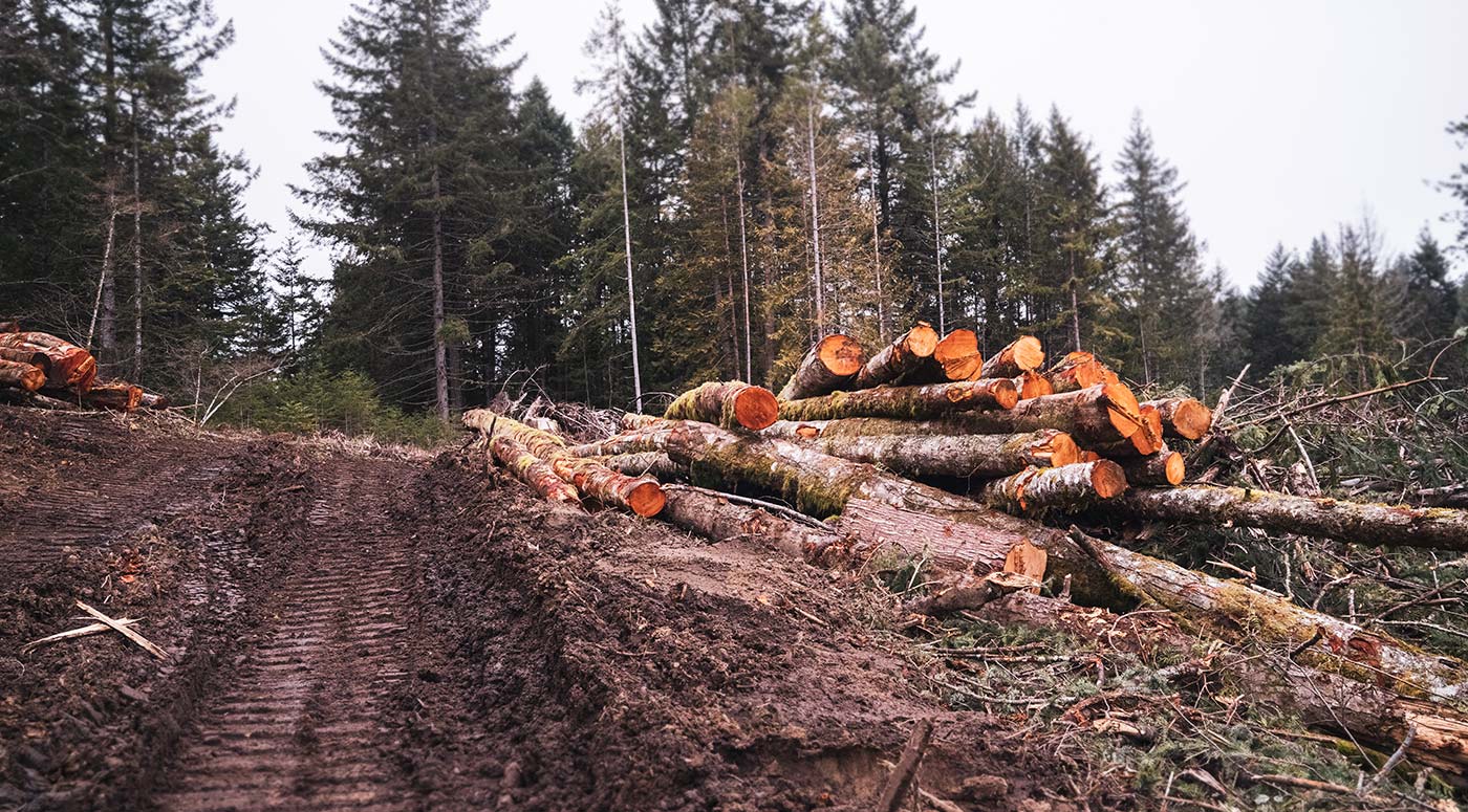 A cutblock with a stack of logs from Salt Spring Island, in the Gulf Islands.