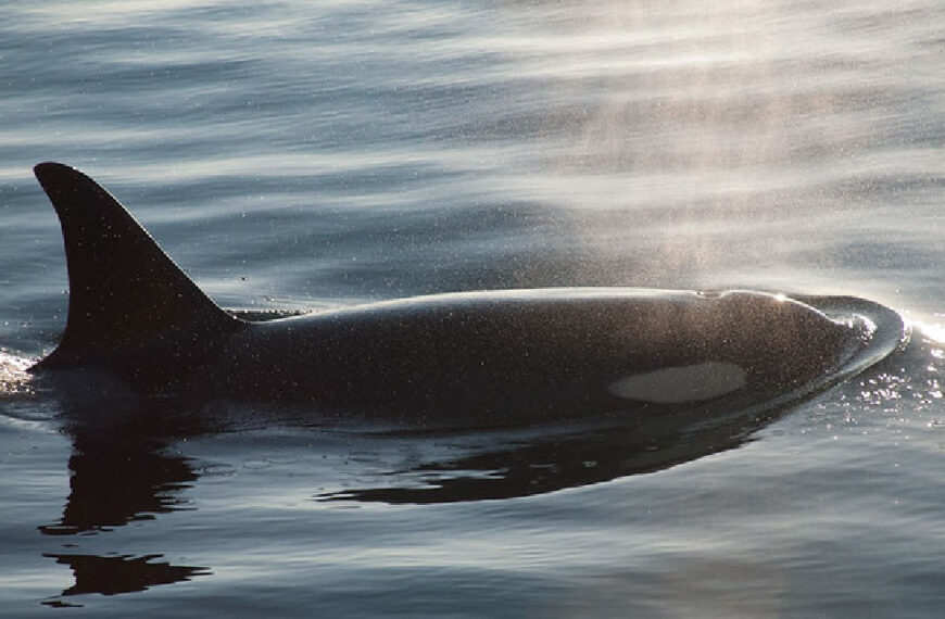 Southern Resident killer whale at the surface of the water at sunset.