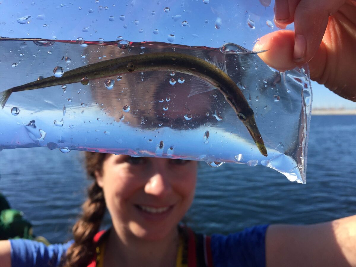 Lia Chalifour holds up a tubesnout on the Fraser Estuary.