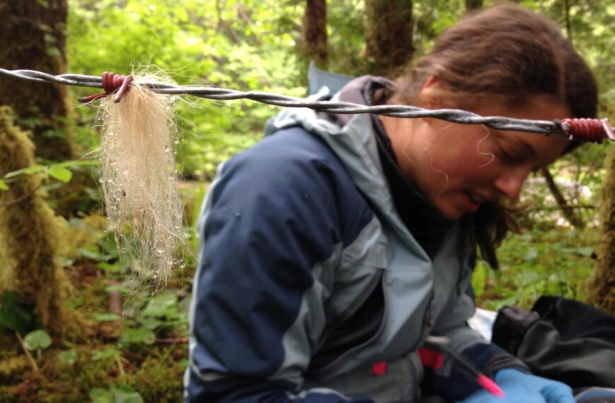 Christina Service sits down beside some barbed wire to take samples of white bear hair.