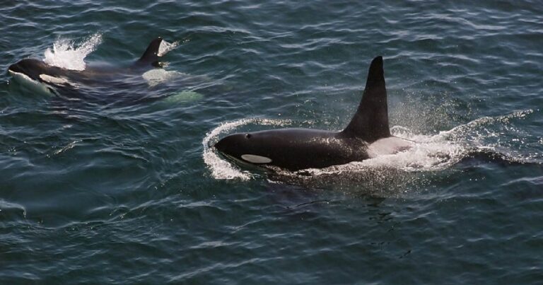 Two Southern Resident killer whales surfacing on the ocean.