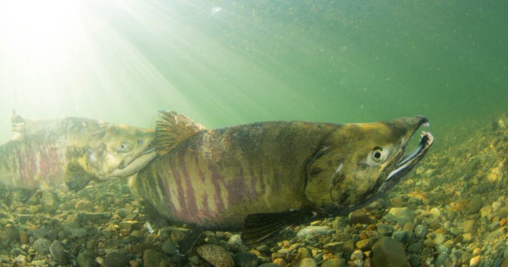 Underwater shot of a Chinook Salmon in the Fraser River