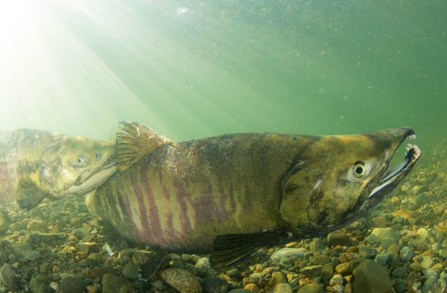 Underwater shot of a Chinook Salmon in the Fraser River