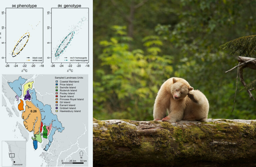 Special National Geographic Feature on the land of the Spirit Bear