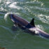 Two Southern Resident killer whales are seen from shore, one under the water.