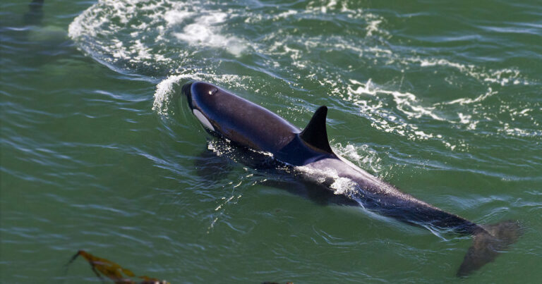 Two Southern Resident killer whales are seen from shore, one under the water.