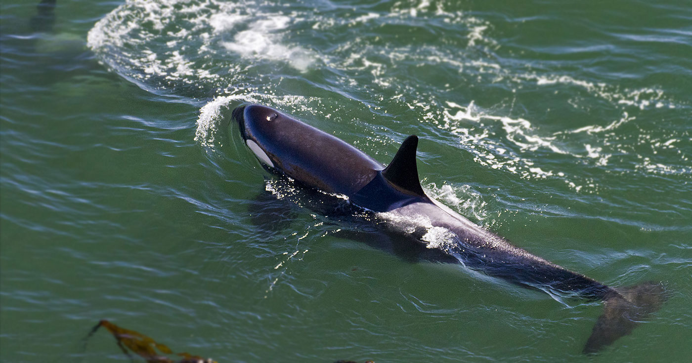 Two Southern Resident killer whales are seen from shore, one under the water.