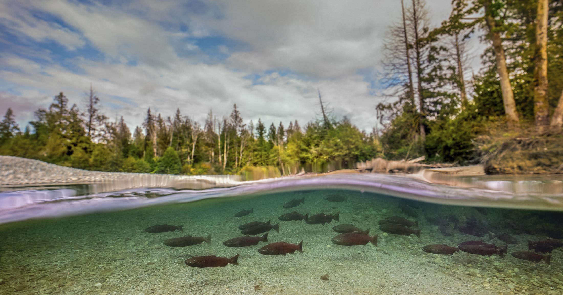 An underwater view of a school of salmon swimming above the gravel with shores and trees and forests in the background.