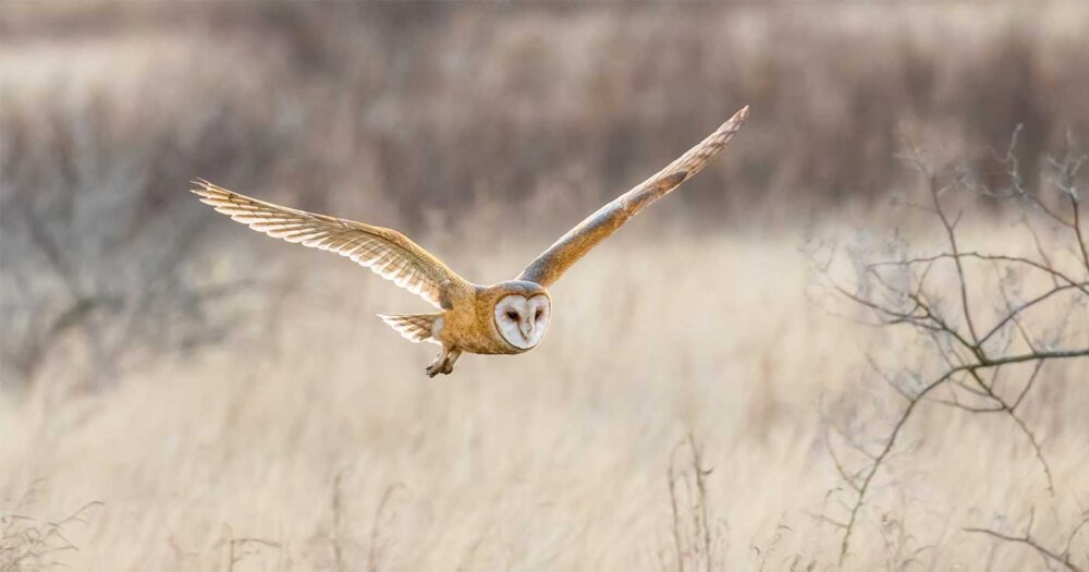 A barn owl flows low over the grass in the estuary with wings spread.