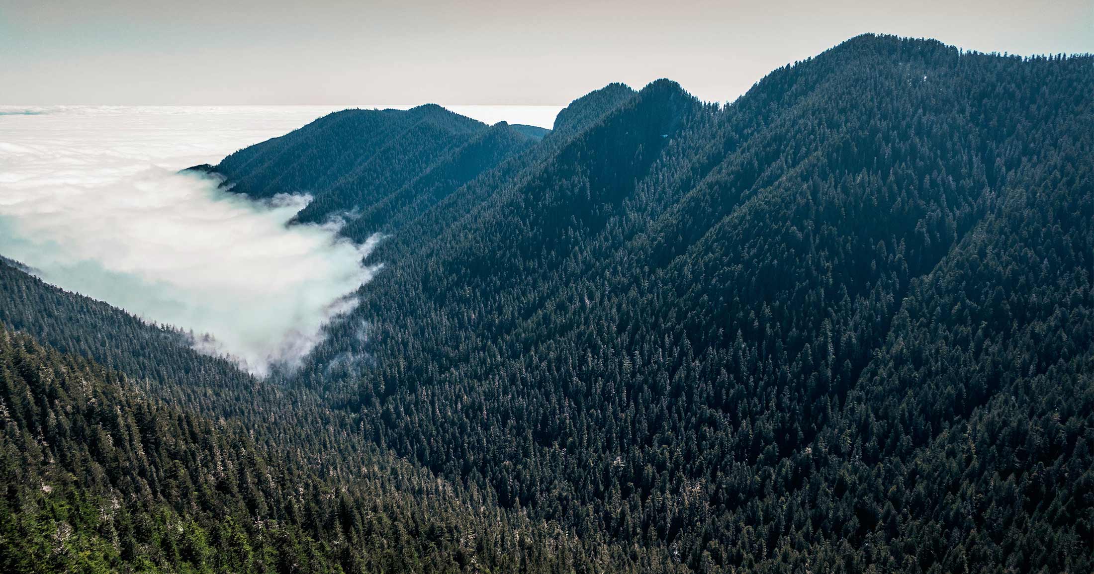 Drone image taken above Fairy Creek - an unlogged watershed.