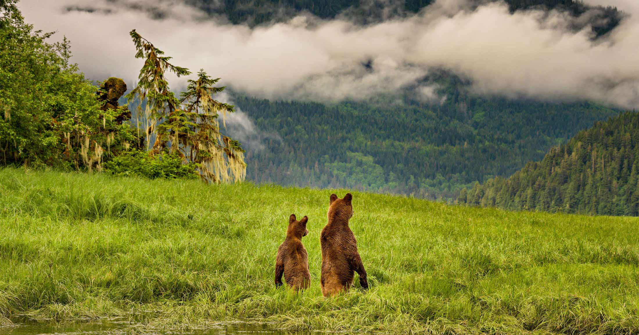 Two grizzly bears looking into the distance while standing in an estuary.