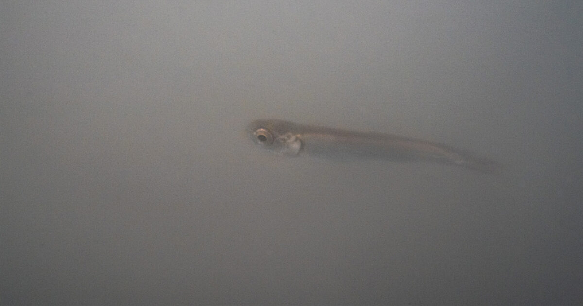 Salmon smolt swimming in murky water in the estuary.