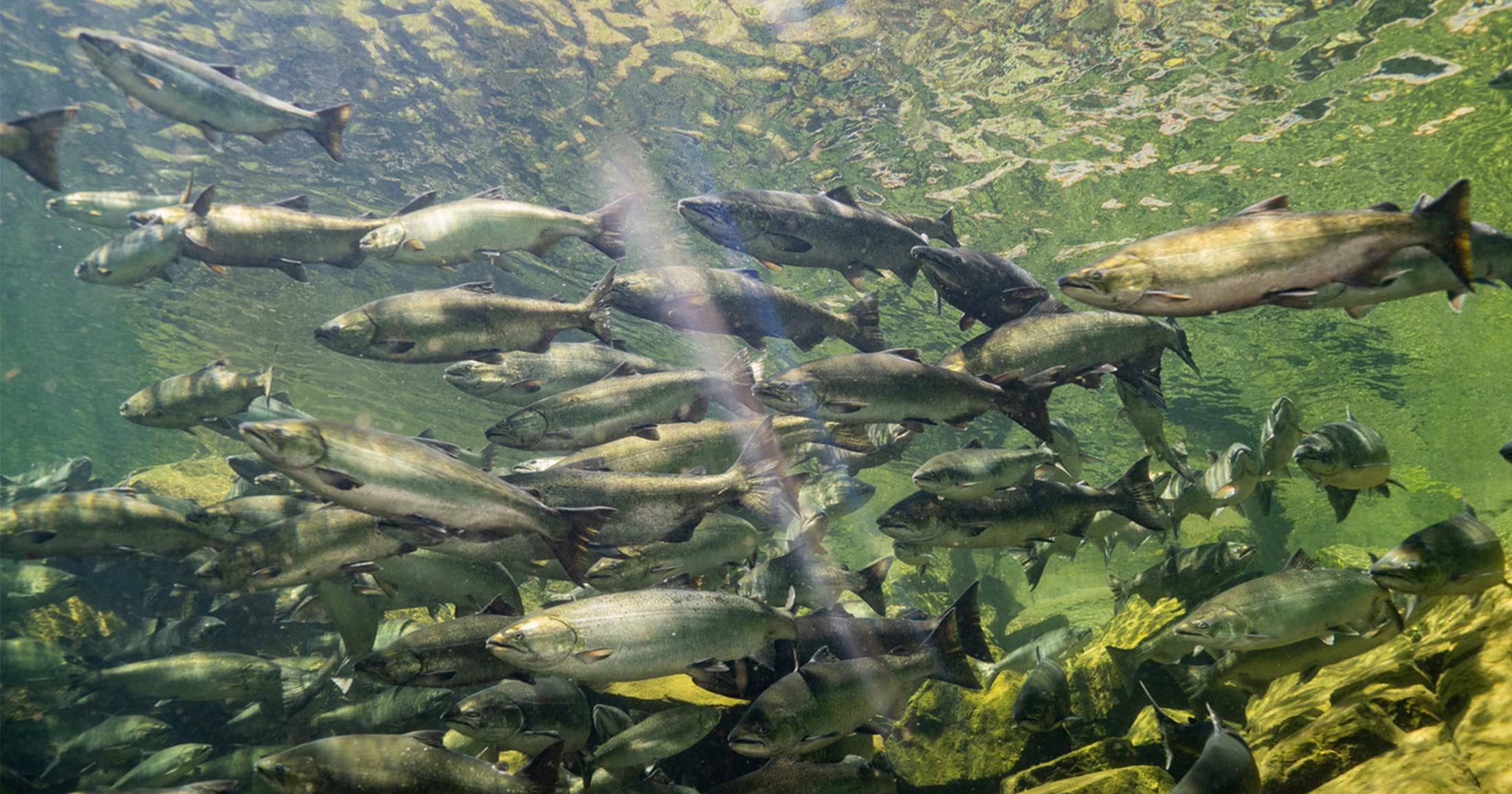 Underwater view of a school of Chinook salmon swimming.