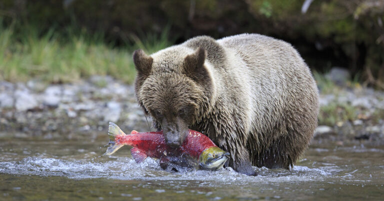A grizzly bear stands in the water hold a salmon in their mouth.