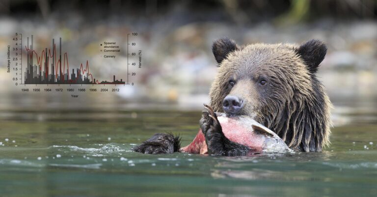 A grizzly bear sits in the water munching on a salmon in their hands.