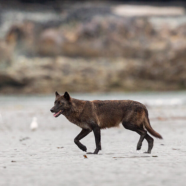 A darkly coloured wolf with black highlights walks across the sand in the intertidal zone.