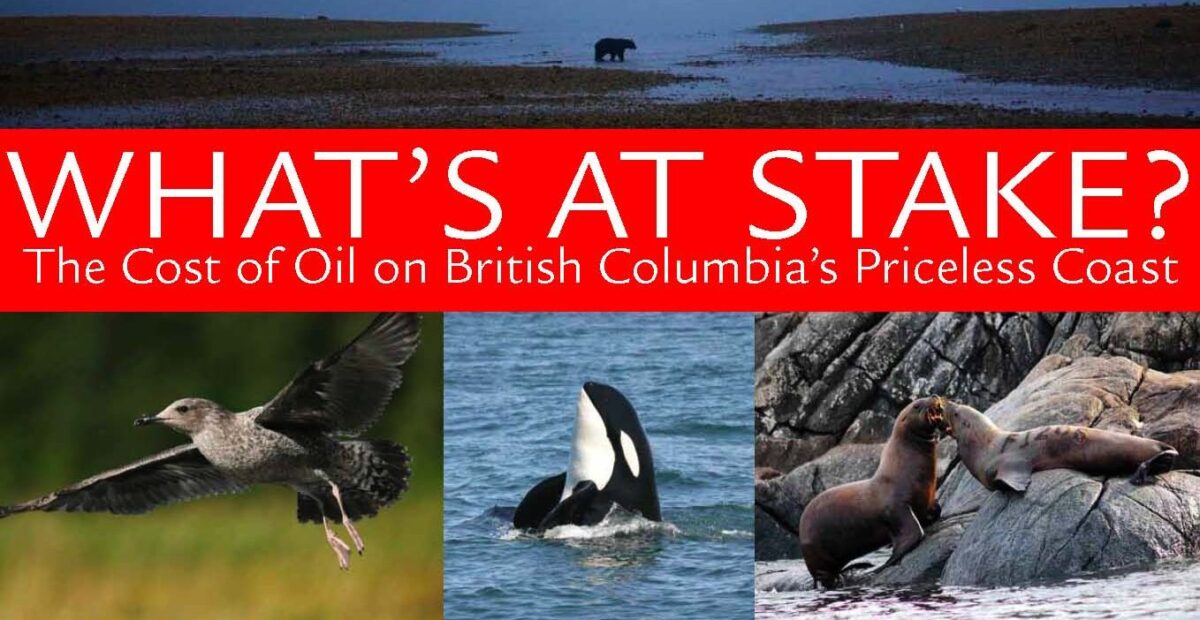 What's at Stake: the Cost of Oil on BC's Priceless Coast cover