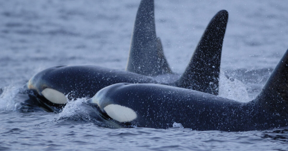 Killer whales surface in a small cluster on the coast of BC.