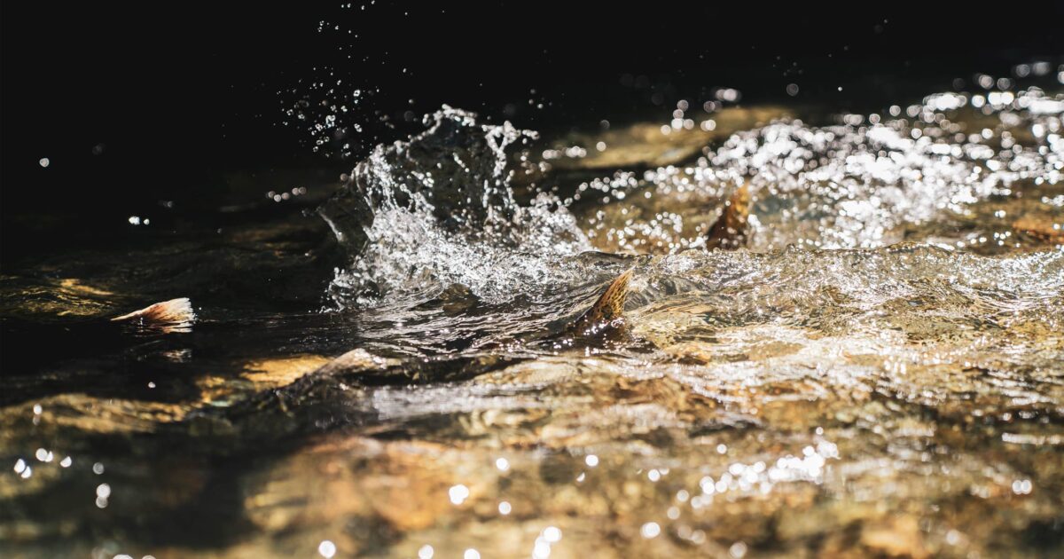 A salmon splashes in a stream with extreme light and dark areas.