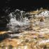 A salmon splashes in a stream with extreme light and dark areas.