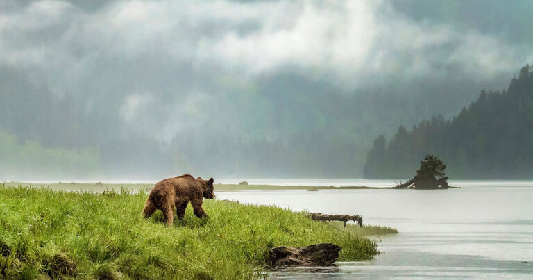 A grizzly bear walks through the short grass beside the ocean on a misty day in the mountains of the Great Bear Rainforest.