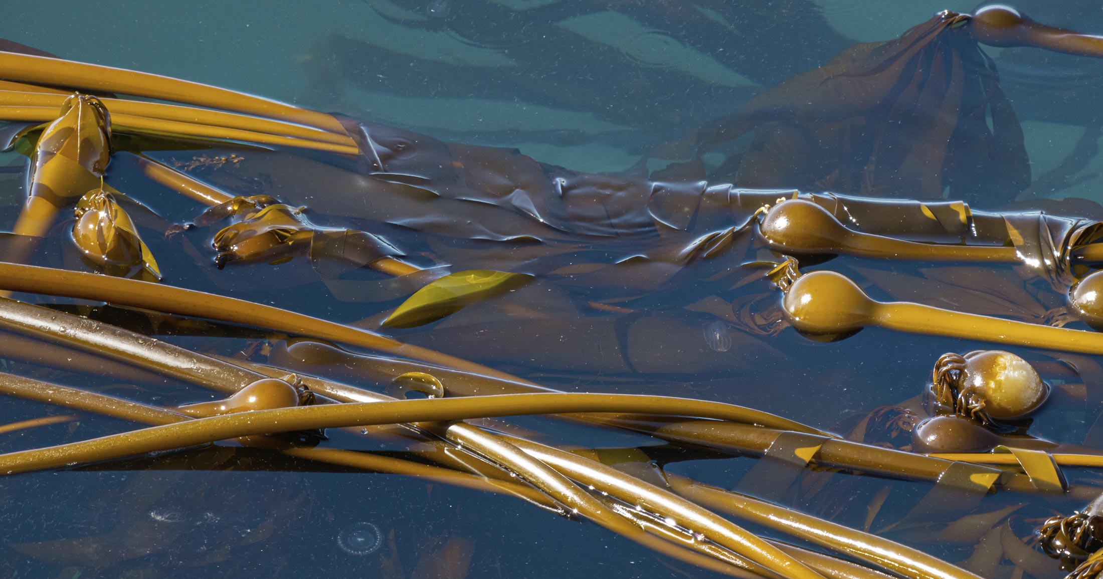 Kelp lays in a tangle in the Salish Sea.