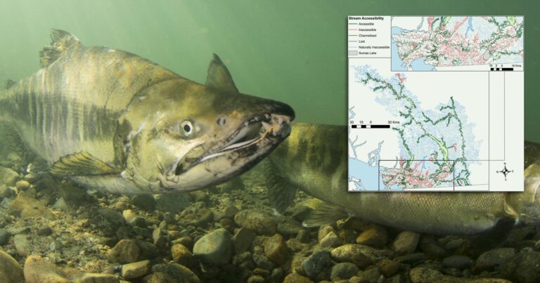 Quantifying lost habitat for Pacific salmon in the Lower Fraser