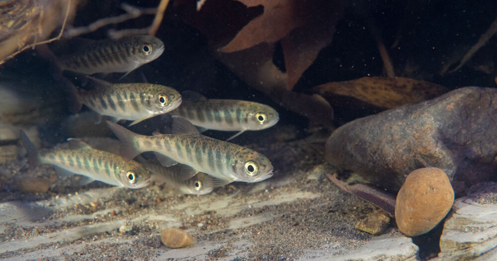 Group of salmon smolts.