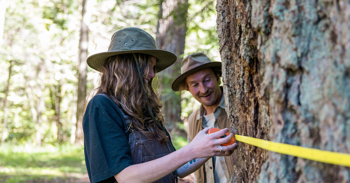 Two people looking at a measuring tape wrapped around a douglas fir tree.