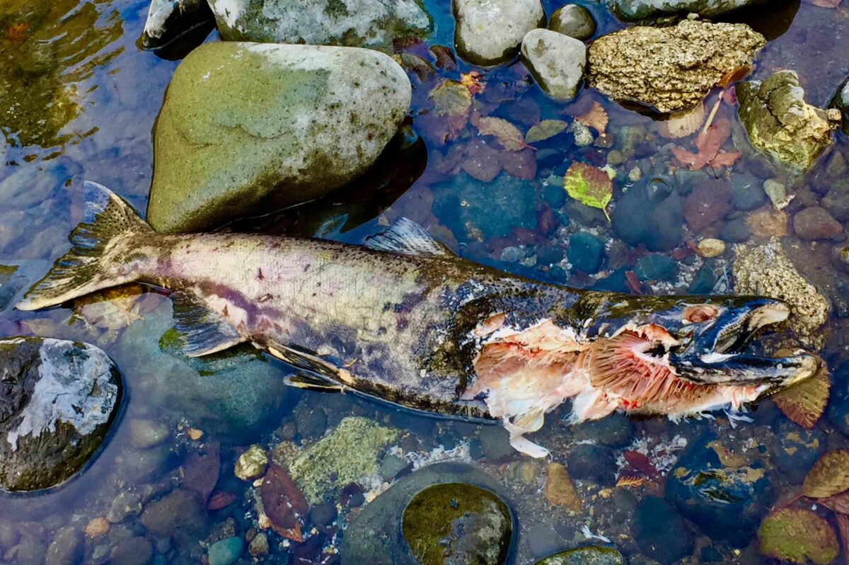 Deceased salmon after spawning in a shallow river.