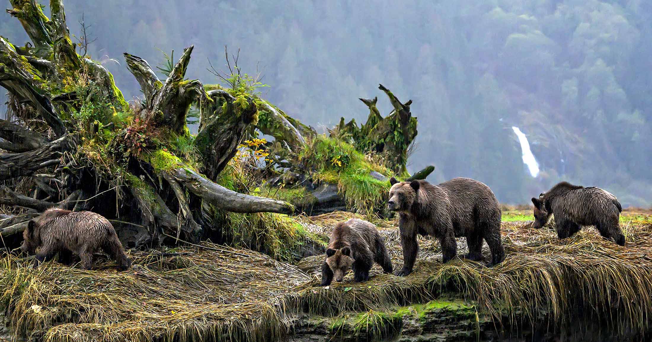A mother grizzly with two cubs walking along a river bank.