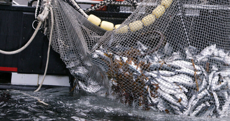 A seine net gets hauled out of the water on a fishing boat, full of mixed salmon.
