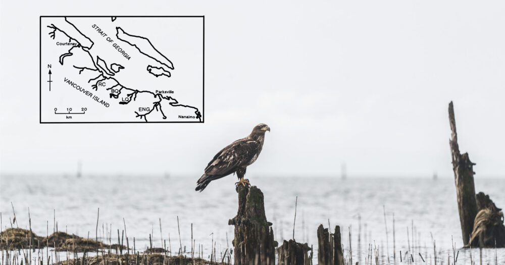 An eagle rests on a log with a map in the background.