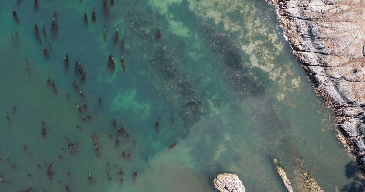 Birds eye view of a coastline with a bull kelp forest on a sunny day.