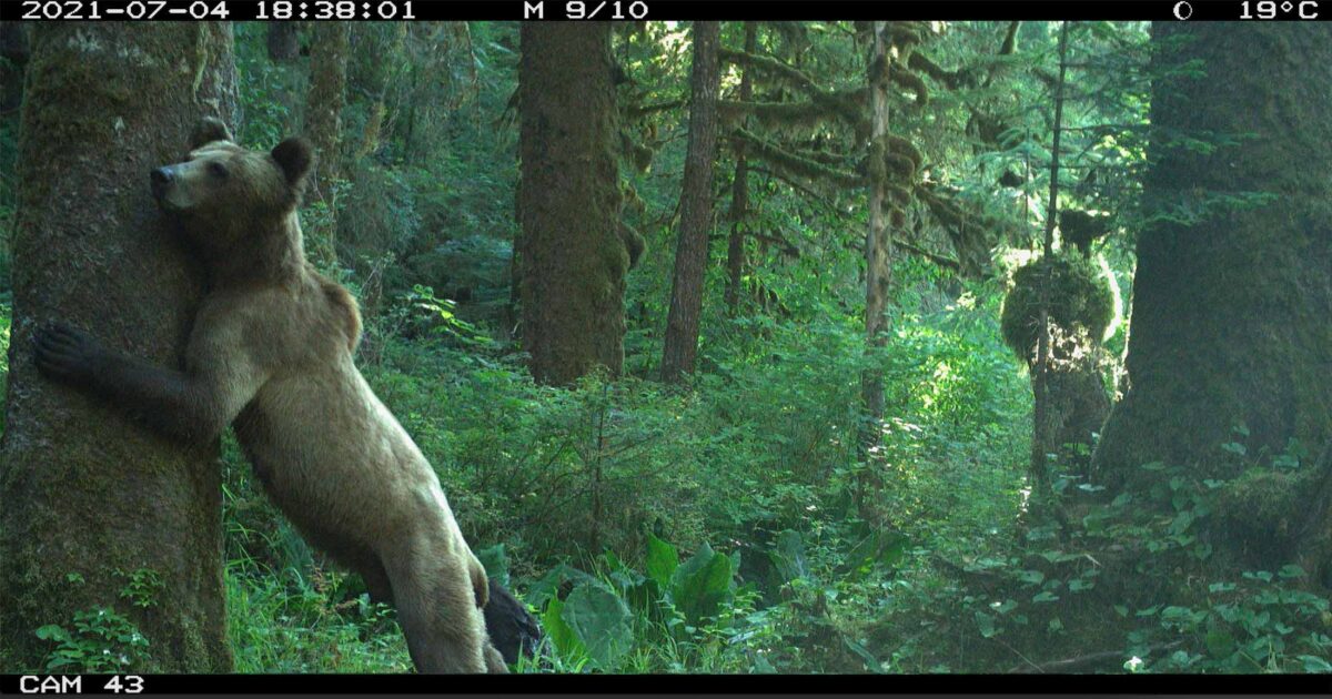 Remote camera image of a bear hugging a tree.