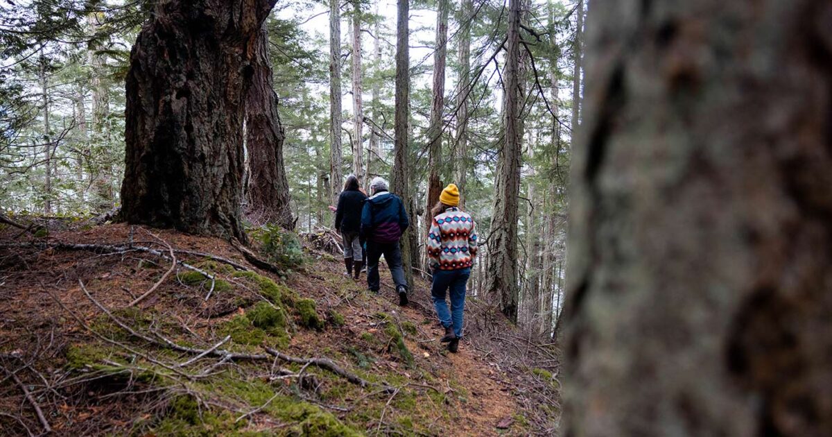 Three people walking through a Coastal Douglas Fir forest.