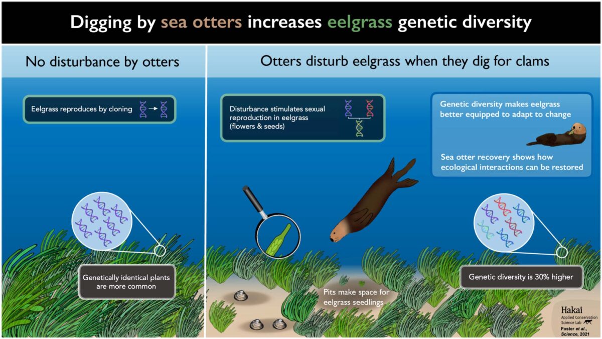 A two panel graphic illustrates how sea otters increase eelgrass genetic diversity.