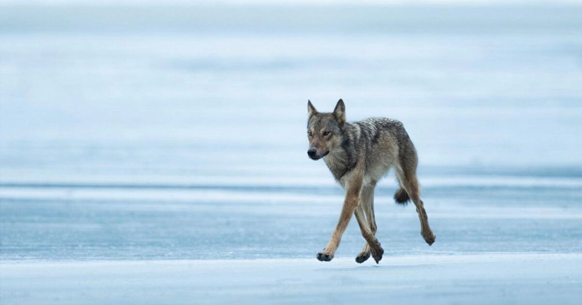 Wolf walking on a beach.