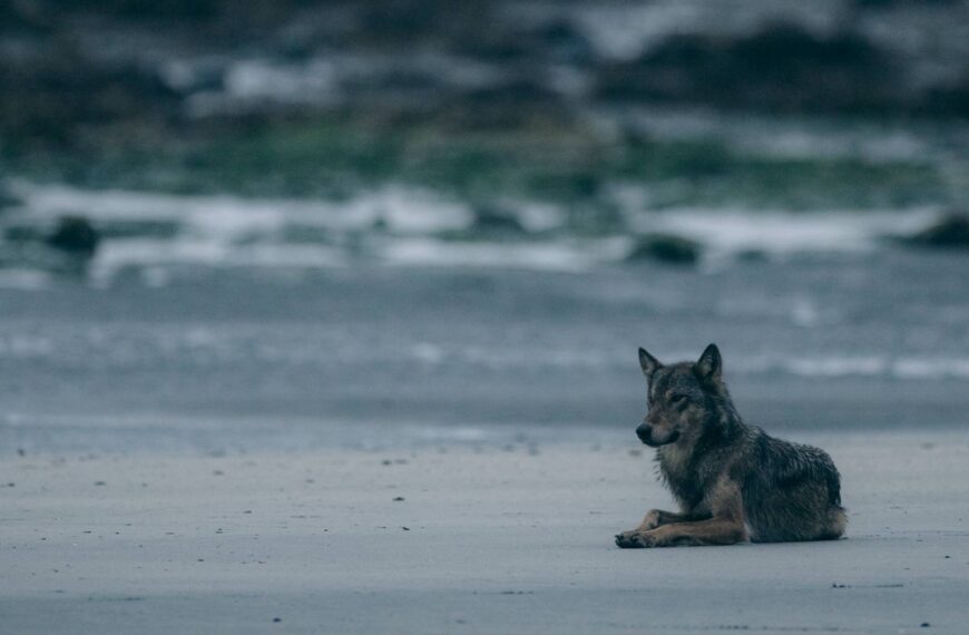 Wolf sitting on a beach