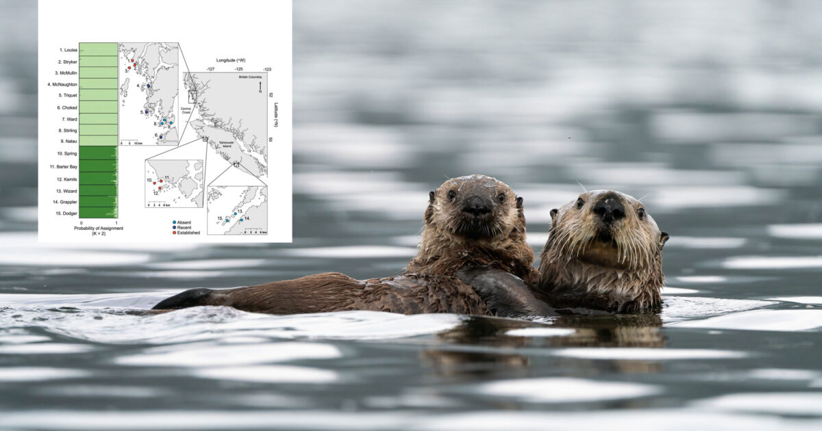 Two sea otters float hugging each other and looking into the camera, with a figure of data floating over the scene.