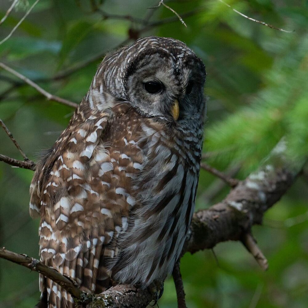 Barred Owl in the trees.