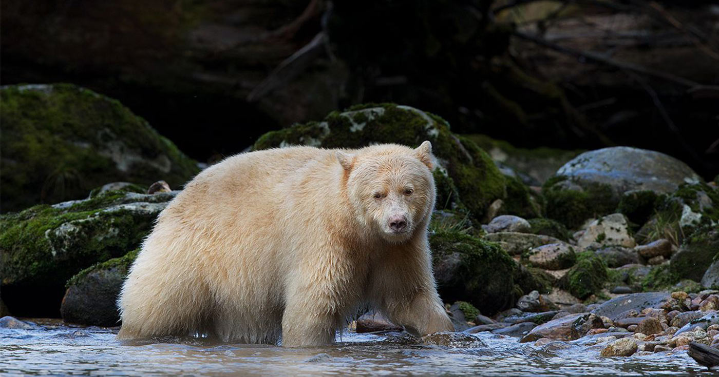 Spirit bear walking in a river.