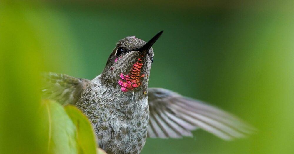 Hummingbird on the Gulf Islands.