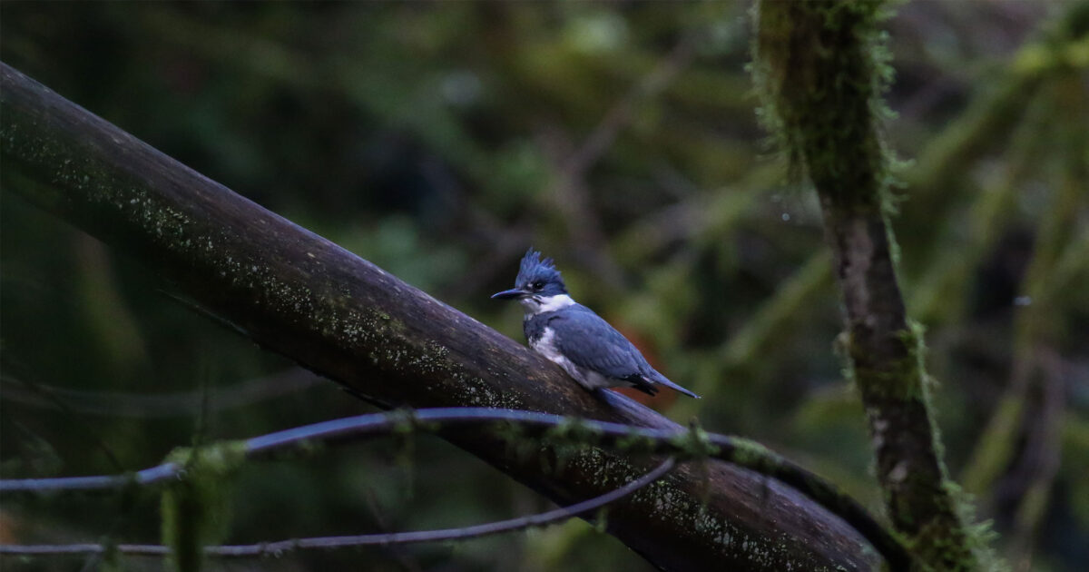 Belted Kingfisher sitting on a branch in a forest.