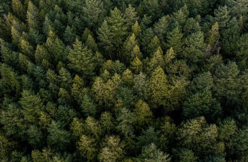 Coastal Douglas-fir forest in birds eye view.