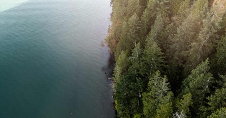 Shoreline and Coastal Douglas-fir forest.