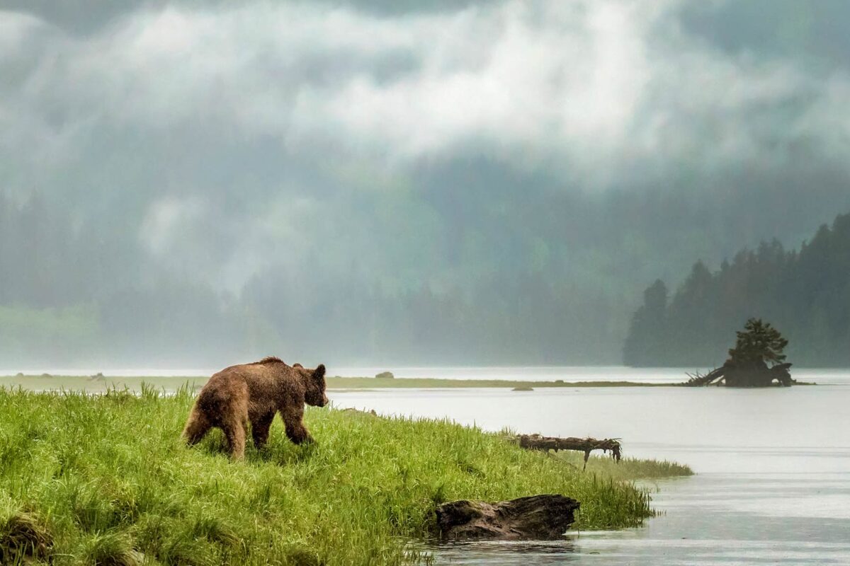 A grizzly bear wanders out over a grassy point in the Khutzeymateen.