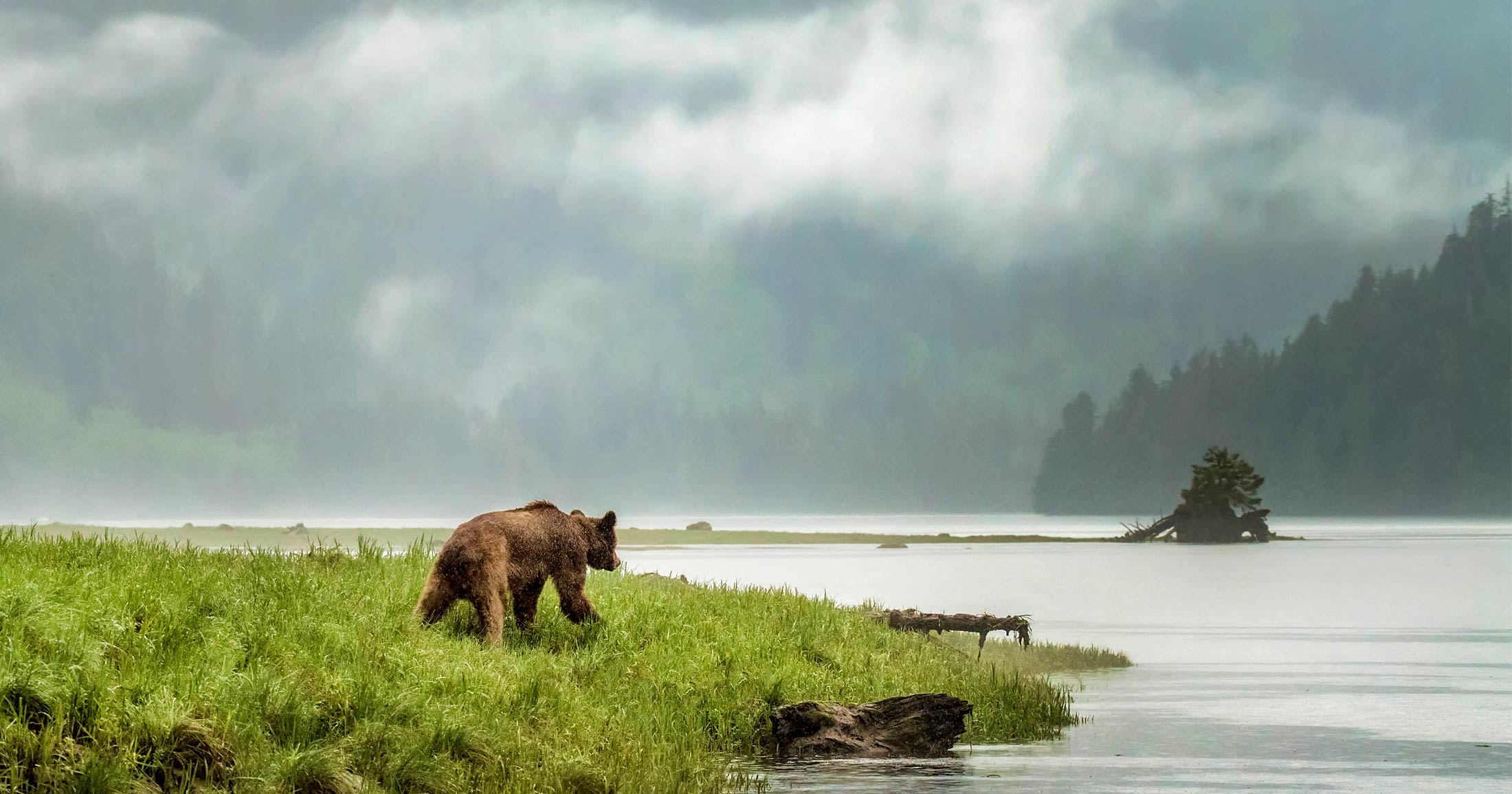 A grizzly bear wanders out over a grassy point in the Khutzeymateen.